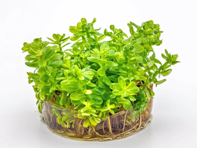 Indischer Rotala - Rotala indica in vitro